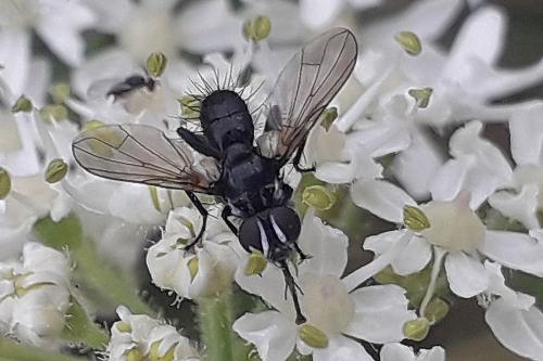 Réf. 330 046 : Phania funesta
